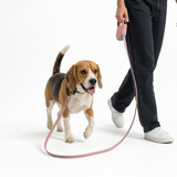 Classic Retractable Leash - 5M Reach