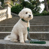 Prime Zigzag Soft Wrap Webbing Collar & Lead Set